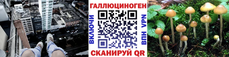 Галлюциногенные грибы Psilocybe  Коммунар 